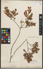 Foto von Salix myrtilloides L.